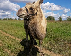 В Казахстане верблюд стал причиной гибели 5 человек