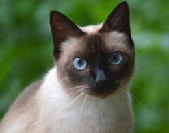 В Костроме хозяйка кота взяла в плен его «невесту»