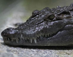 Мужчина испортил свадьбу схваткой с крокодилами