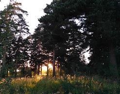 Тувинские дети сами нашлись в тайге
