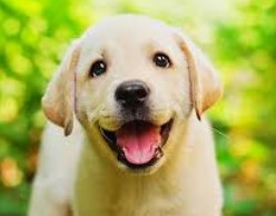 Россиянка отдала 10 тыс. руб. за воображаемого щенка Россиянка отдала 10 тыс. руб. за воображаемого щенка