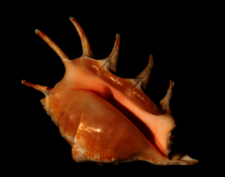 Поморский подросток пробил отчиму голову ракушкой