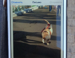 Дело о краже собаки-поводыря дошло до суда