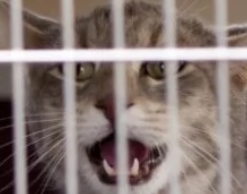 В ярославском аэропорту ЧП: кот выбил дверь и сбежал В ярославском аэропорту ЧП: кот выбил дверь и сбежал