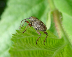 В Сочи введен режим ЧС из-за вредоносных насекомых