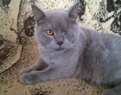 Краснодарец оплатил лечение кота, в которого стрелял Краснодарец оплатил лечение кота, в которого стрелял