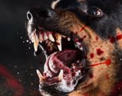 Житель Ивановской области скормил свою тетку собакам