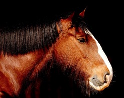 Голодный человек-конь украл из сауны еду Голодный человек-конь украл из сауны еду