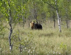 Иркутский рыбак убил людей из страха перед медведем