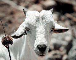 Голодные посетители зарезали козу в зоопарке