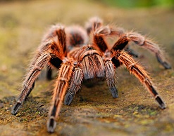 В Швейцарии полиция спасла женщину от паука