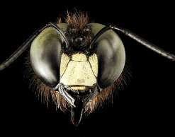 Особые шмели выгнали людей из самолета "России" Особые шмели выгнали людей из самолета "России"