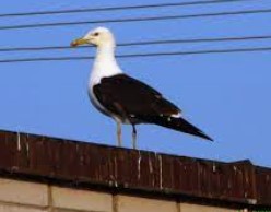 Российская туристка умерла на Кубе из-за раненой чайки