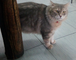 Сообщение о коте с бомбой оказалось ложным