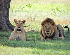 Львы и тигры разгуливают по Германии