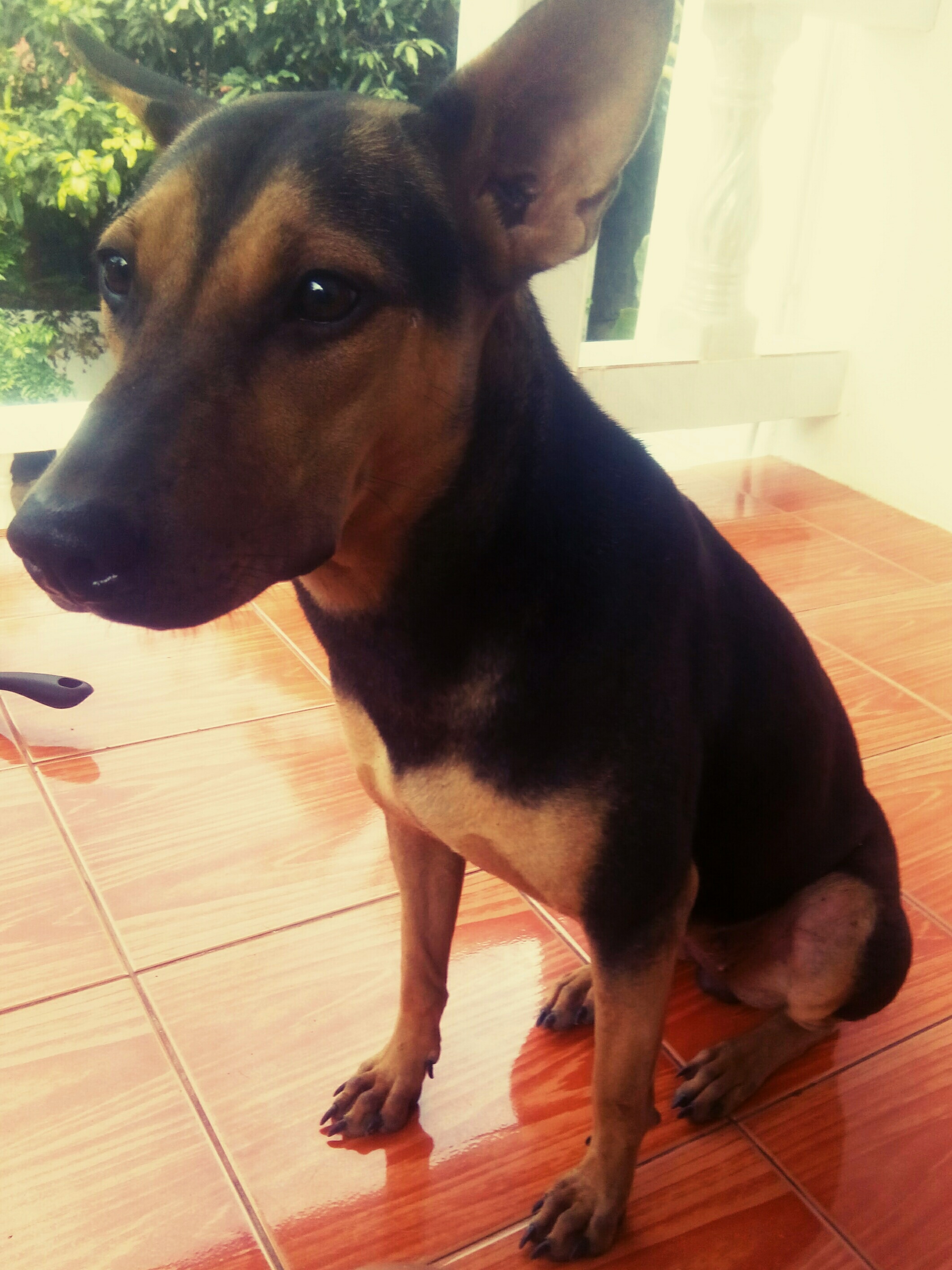 Как с неба свалилась: в Китае собака упала на женщину Как с неба свалилась: в Китае собака упала на женщину