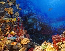 Карл у Клары: россиянин украл коралл из Таиланда Карл у Клары: россиянин украл коралл из Таиланда