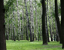 В Курске брат жениха погиб на свадьбе, чтя традиции