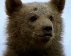 Медведь откусил руку пьяному мужчине вместе со сгущенкой