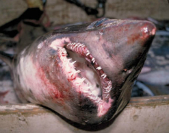 Пляж Мальорки закрыли из-за акулы-самоубийцы