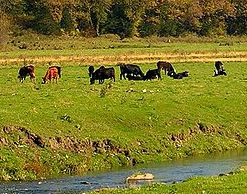 Ростовский тракторист покончил с собой из-за пастбища