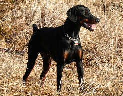 В Советске собака загрызла четырехлетнего мальчика В Советске собака загрызла четырехлетнего мальчика