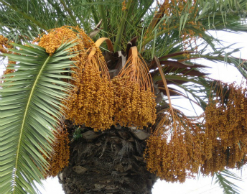 Найден идеальный рецепт для здоровья сердца