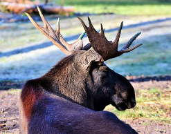 Браконьер убил прохожего, приняв его за лося Браконьер убил прохожего, приняв его за лося