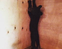 Медвежонка-сироту забрали в полицию из курятника