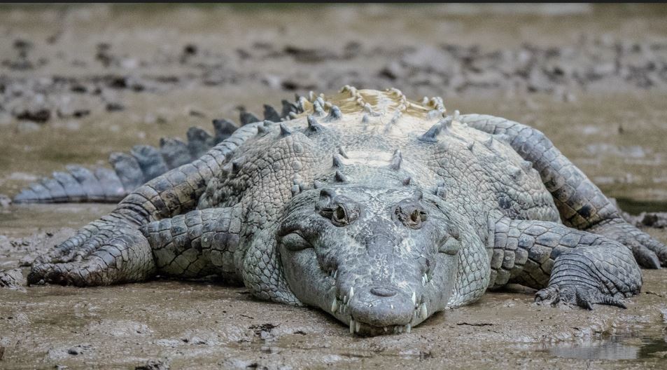 Полицейские пытались спасти горожан от песочного аллигатора