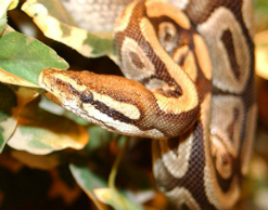 Работники владивостокского цирка потеряли питона Работники владивостокского цирка потеряли питона