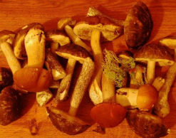 Грибник убил женщину, занявшую "его" поляну Грибник убил женщину, занявшую "его" поляну