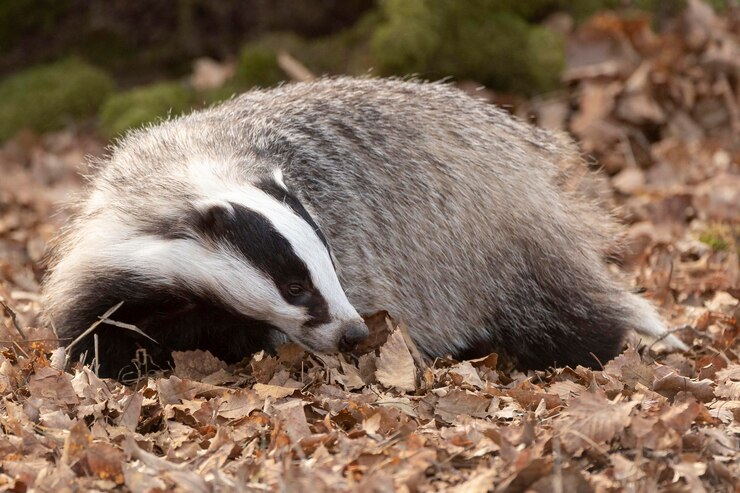 Барсуки парализовали движение поездов в Нидерландах Барсуки парализовали движение поездов в Нидерландах