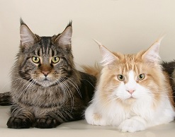 Мужчина украл с выставки кота стоимостью 80 тыс рублей