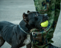 Томские догхантеры отравили собаку-спасателя