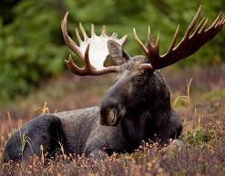 Азартная охота на лося закончилась убийством друга