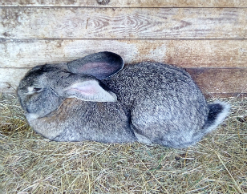 В Дании ведущий забил до смерти кролика ради шоу В Дании ведущий забил до смерти кролика ради шоу