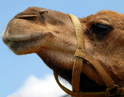 В Подмосковье верблюд откусил хозяину половину руки