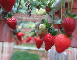 В Подмосковье мужчина умер, поев ягод с рынка