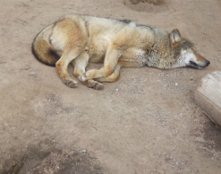 Житель Петербурга жестоко убил соседскую собаку Житель Петербурга жестоко убил соседскую собаку