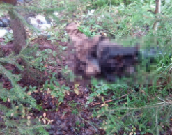 Собирая грибы, пермяк нашел в лесу женский скелет Собирая грибы, пермяк нашел в лесу женский скелет