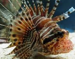 Женщина едва не умерла из-за рыбы на кубанском пляже