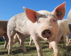 В Калининграде мужчины пропили украденных поросят