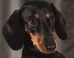 Пенсионерку ввели в транс ради похищения собаки