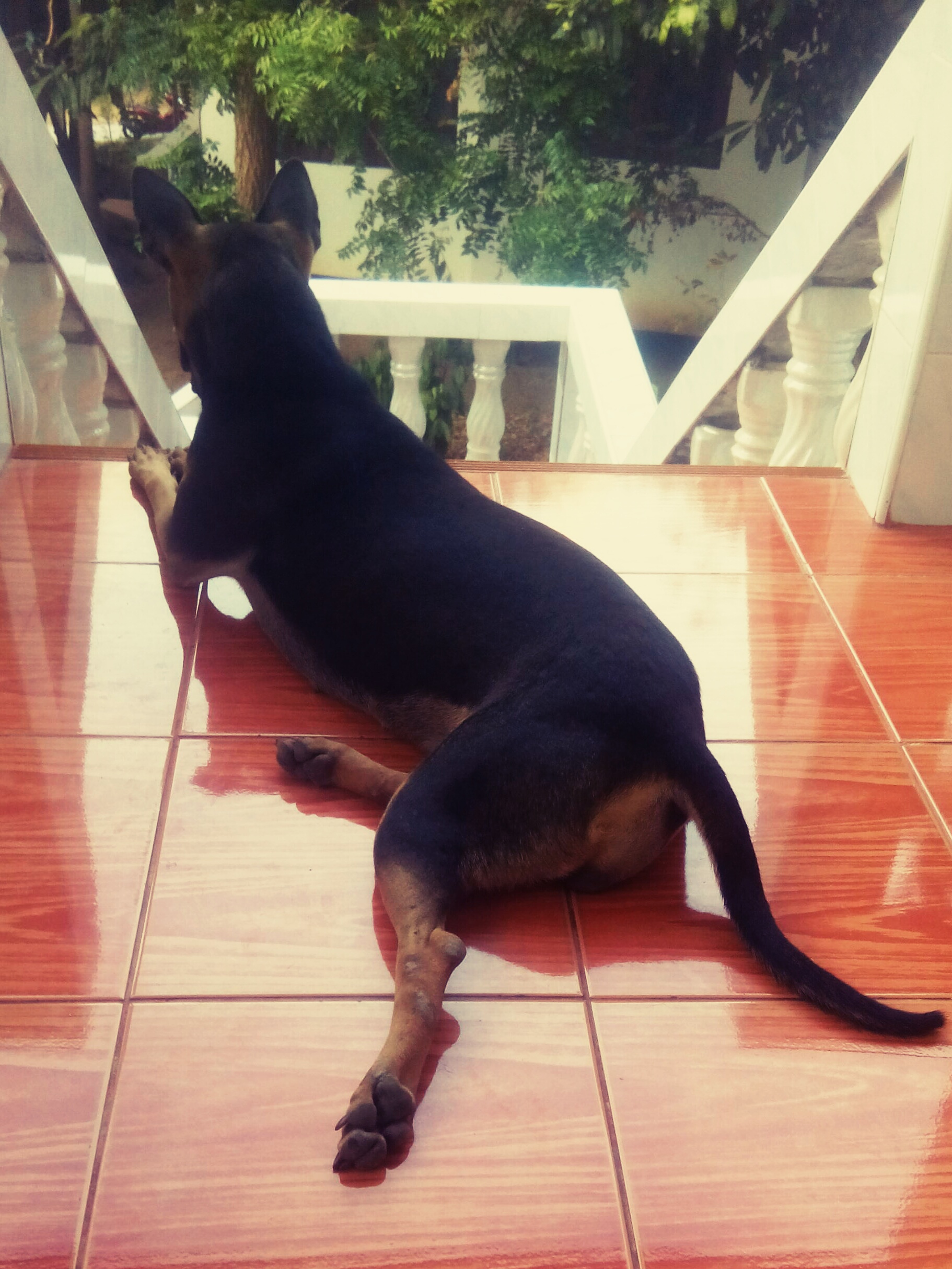 В Калининградской области женщина повесила двух собак В Калининградской области женщина повесила двух собак