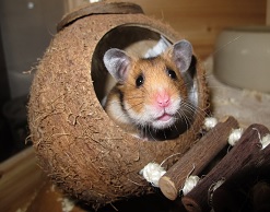 Банда из девочки и хомячка грабит квартиры в Барнауле