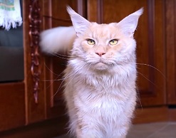 Пьяная тюменка выбросила двух котов с 7 этажа