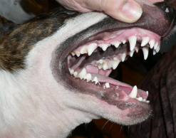 В центре Москвы собака откусила мужчине язык