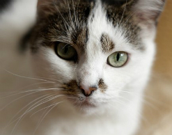 Петербуржец избил знакомого, чтобы завести котенка