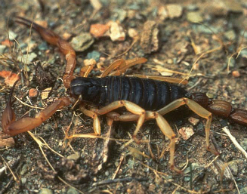 Пассажира, летевшего из США в Канаду, ужалил скорпион